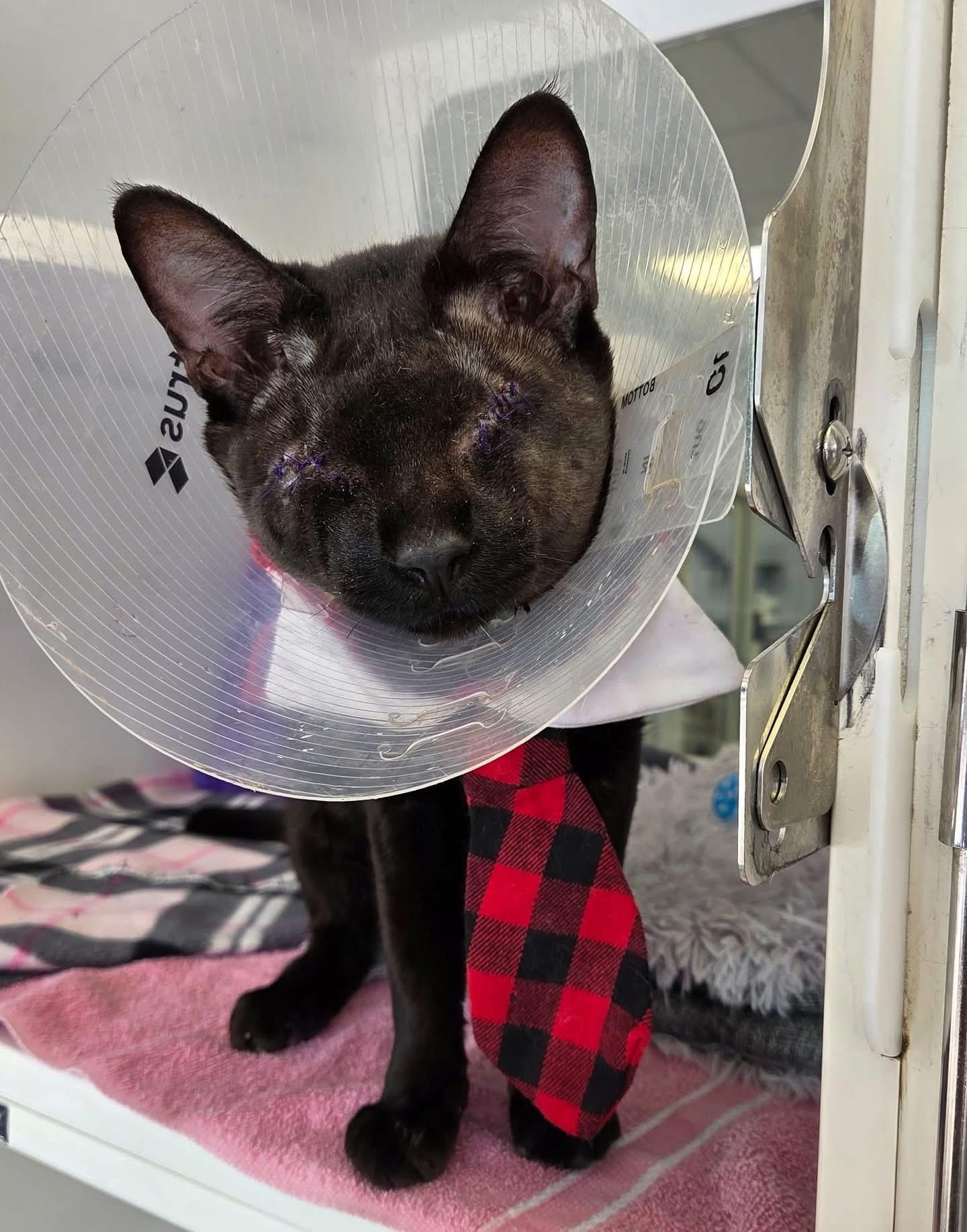 Elvis, Adoptable, Young Male Domestic Short Hair.