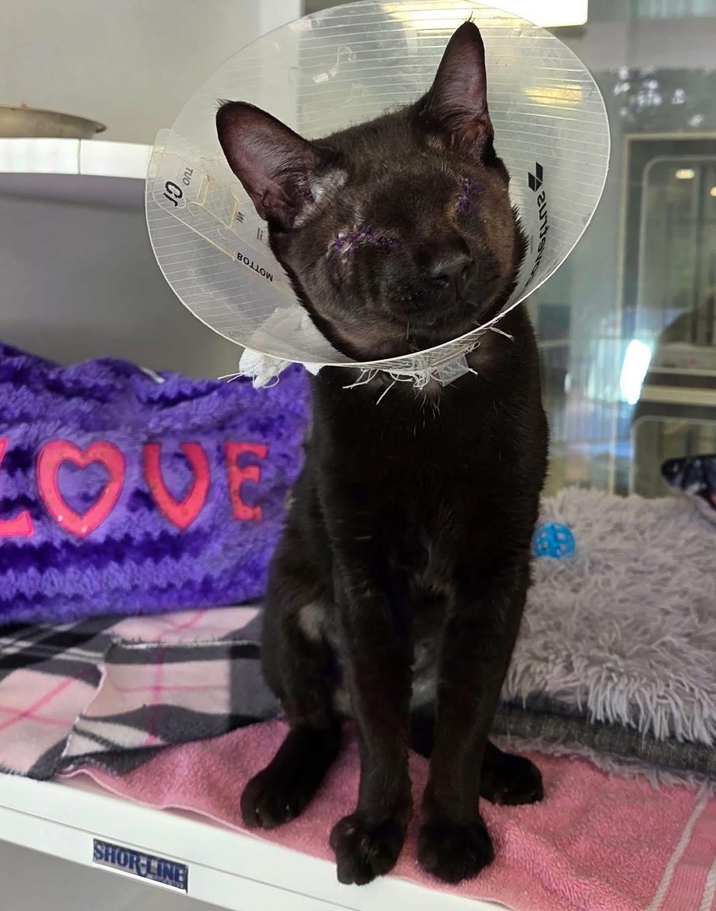 Enlarge Elvis, a Adoptable Domestic Short Hair in Athens, GA image 2/5