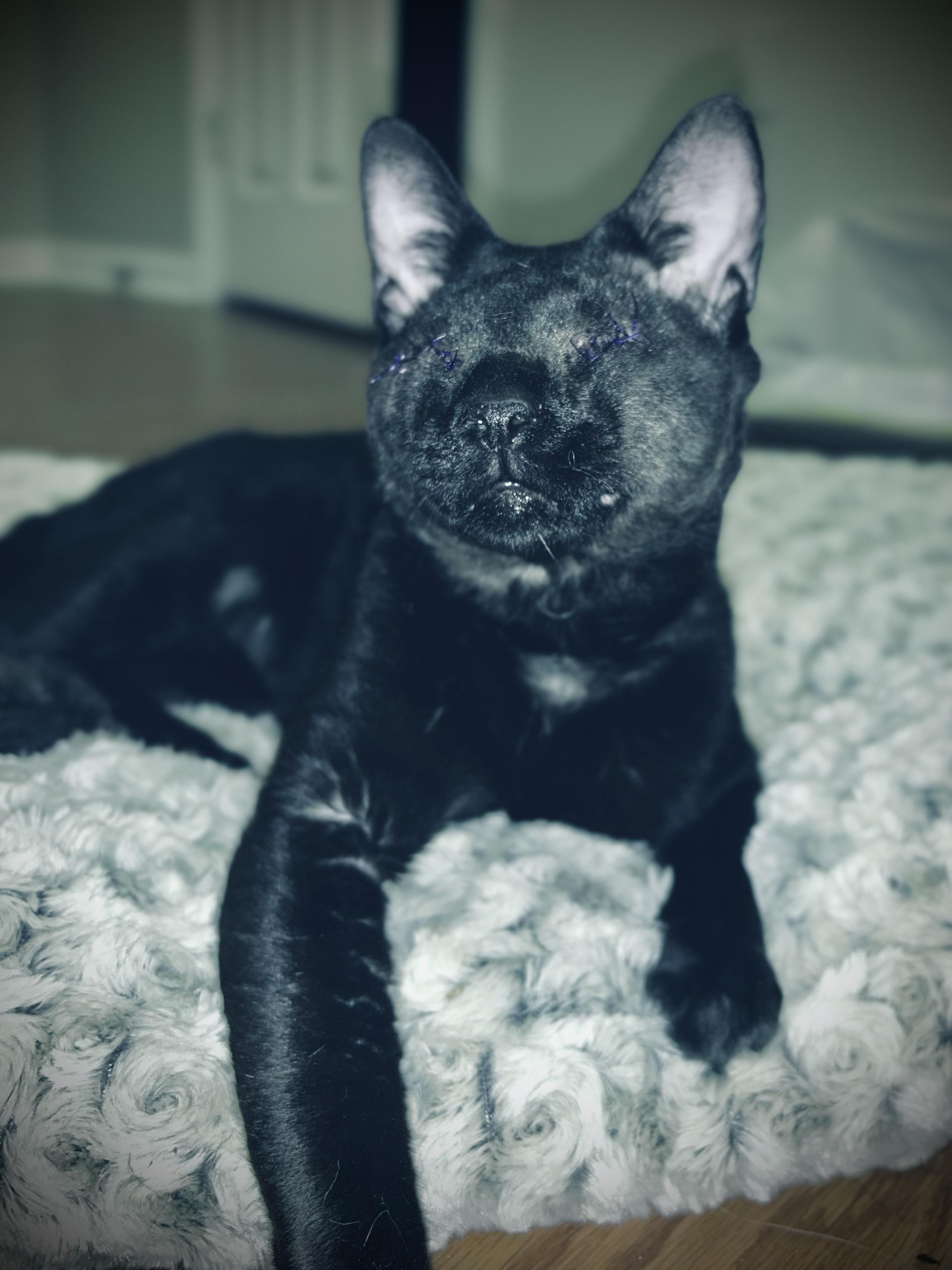 Enlarge Elvis, a Adoptable Domestic Short Hair in Athens, GA image 3/5