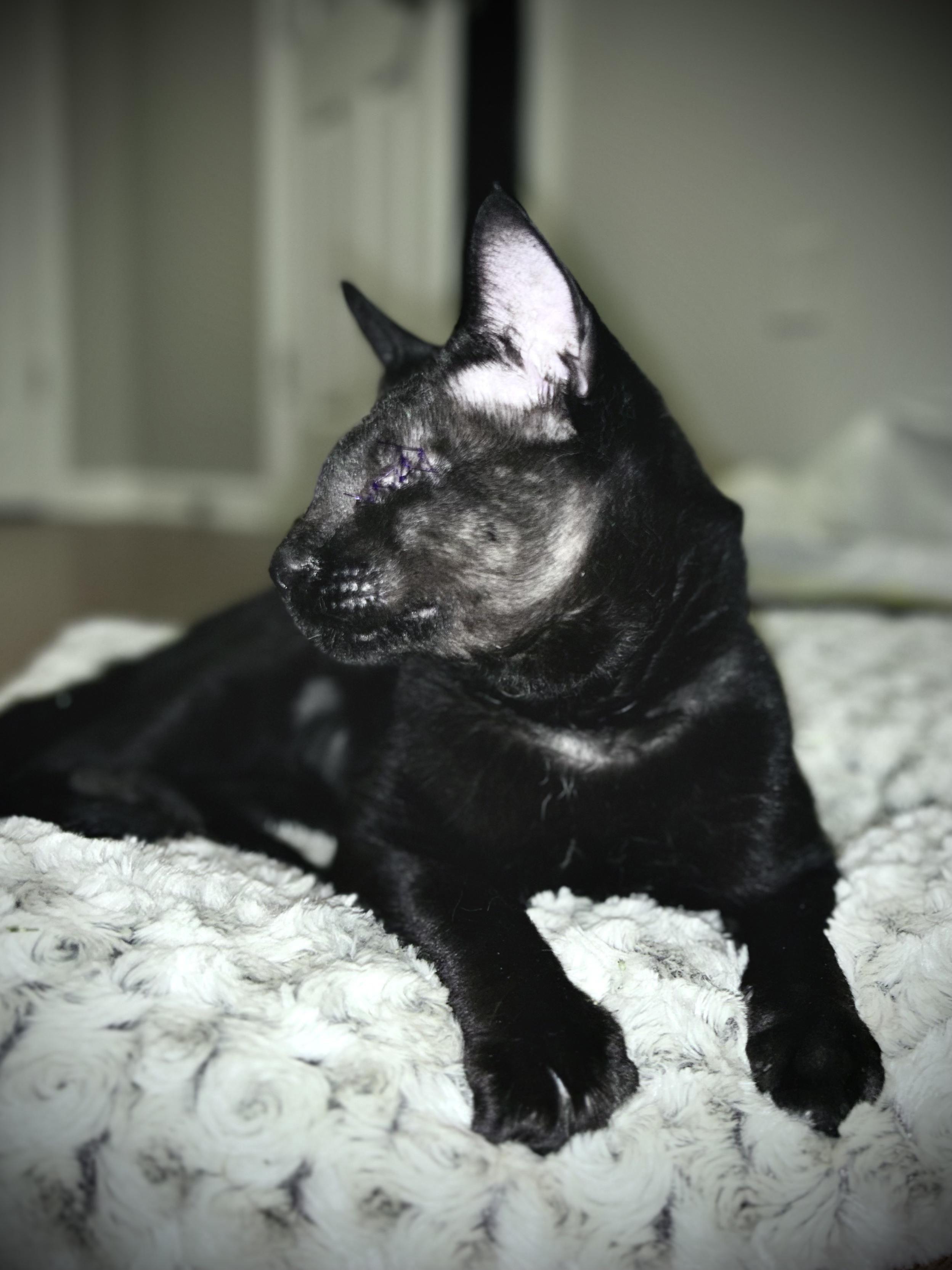 Enlarge Elvis, a Adoptable Domestic Short Hair in Athens, GA image 4/5