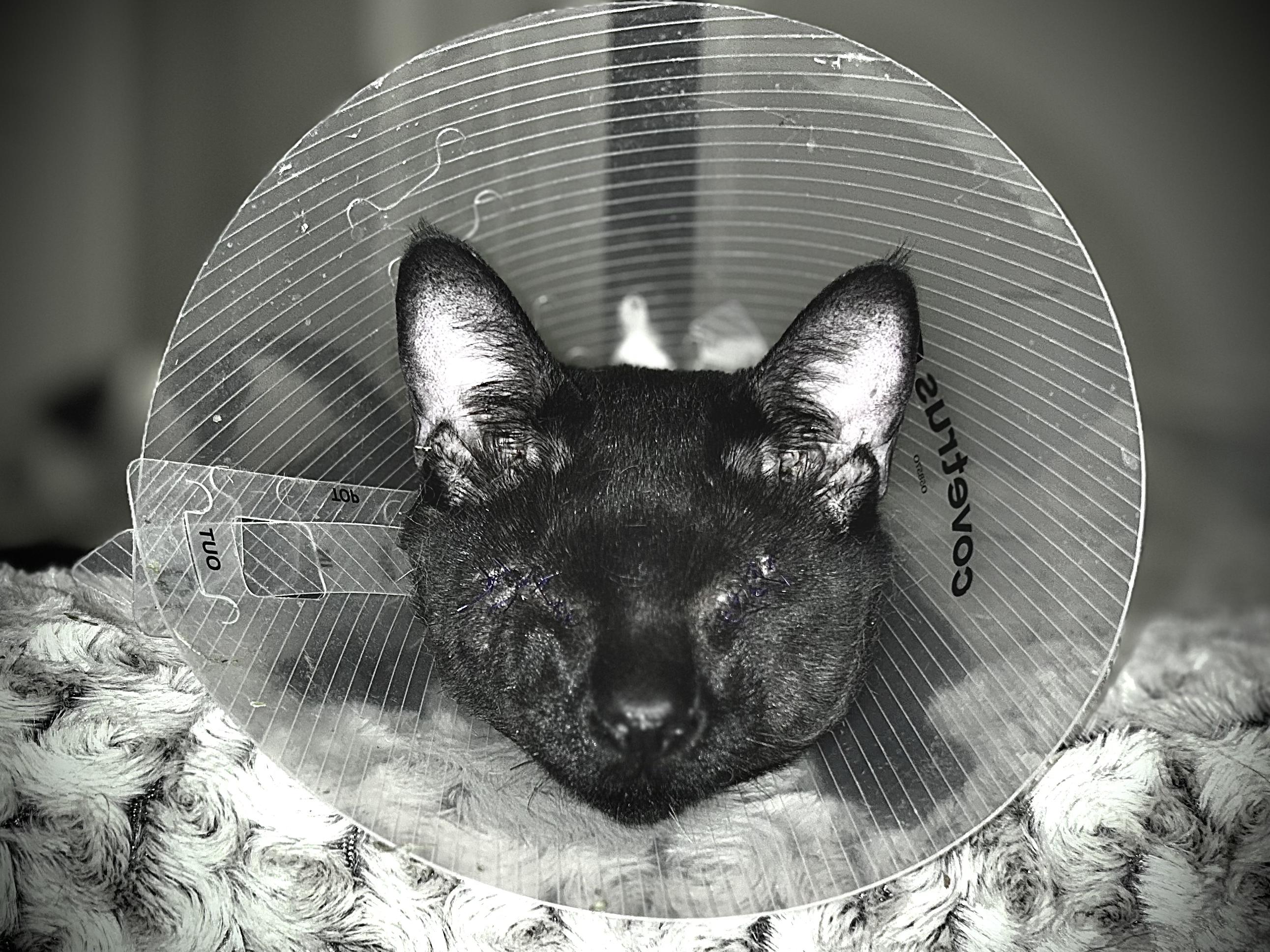 Enlarge Elvis, a Adoptable Domestic Short Hair in Athens, GA image 5/5