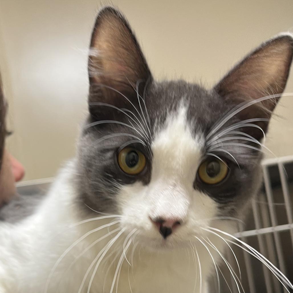 Pocky, Adoptable, Young Male Domestic Medium Hair.