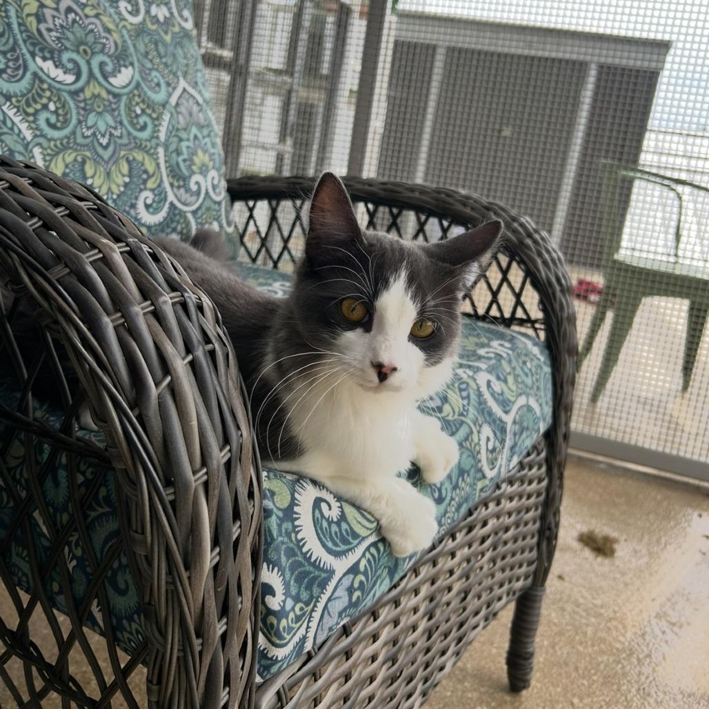 Enlarge Pocky, a Adoptable Domestic Medium Hair in Sonoma, CA image 2/2