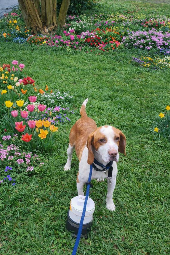 Enlarge Kato, a Adoptable mixed breed in Pottstown, PA image 1/6