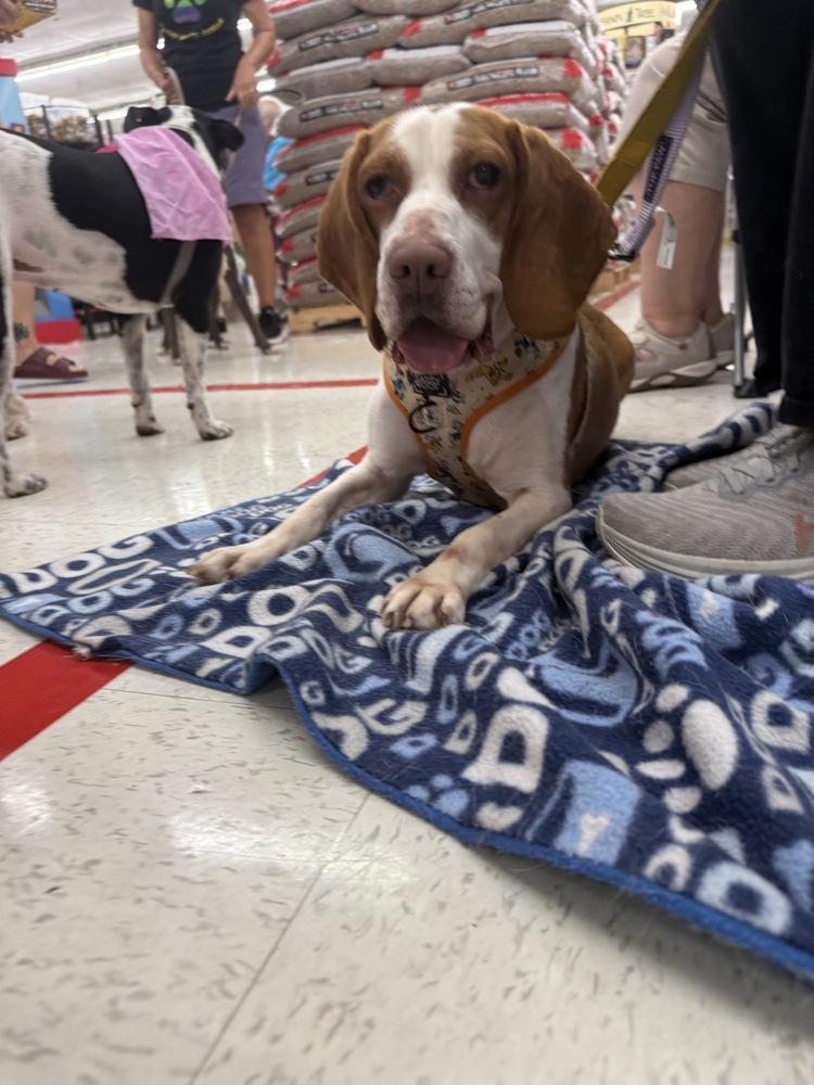 Kato, Adoptable, Adult Male Beagle.
