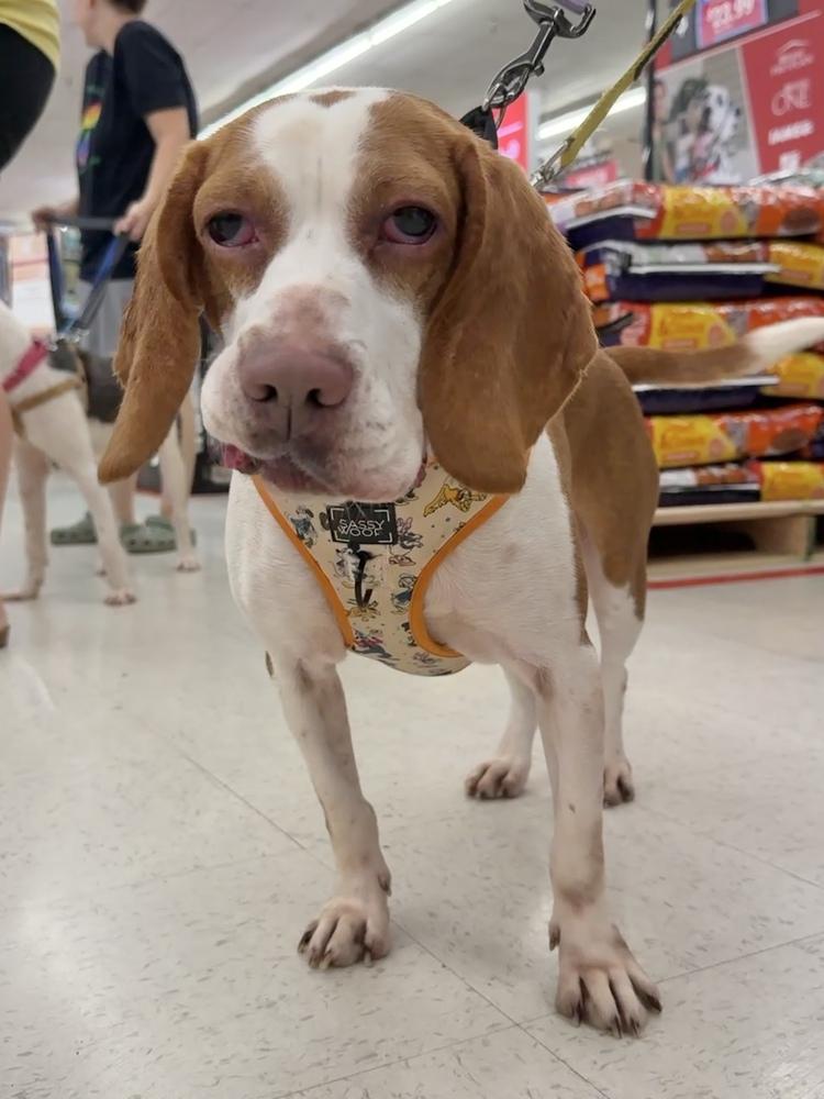 Enlarge Kato, a Adoptable mixed breed in Pottstown, PA image 3/6