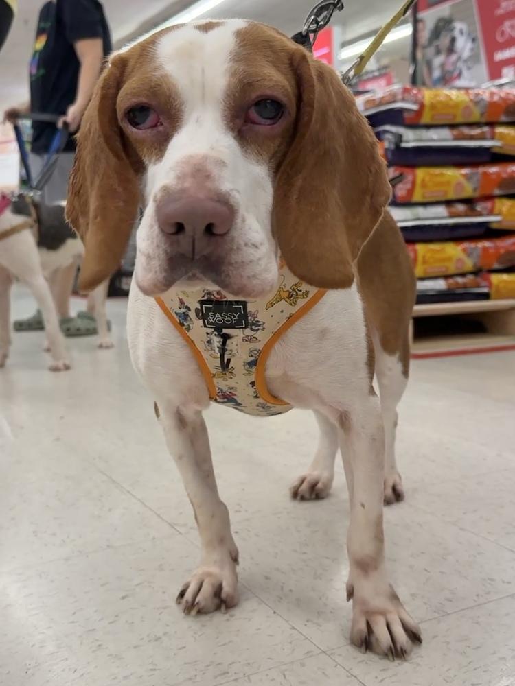 Enlarge Kato, a Adoptable mixed breed in Pottstown, PA image 5/6