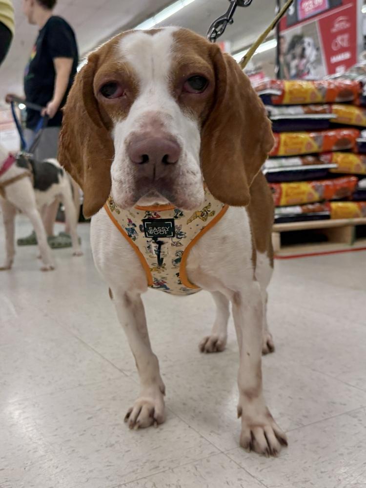 Enlarge Kato, a Adoptable mixed breed in Pottstown, PA image 6/6