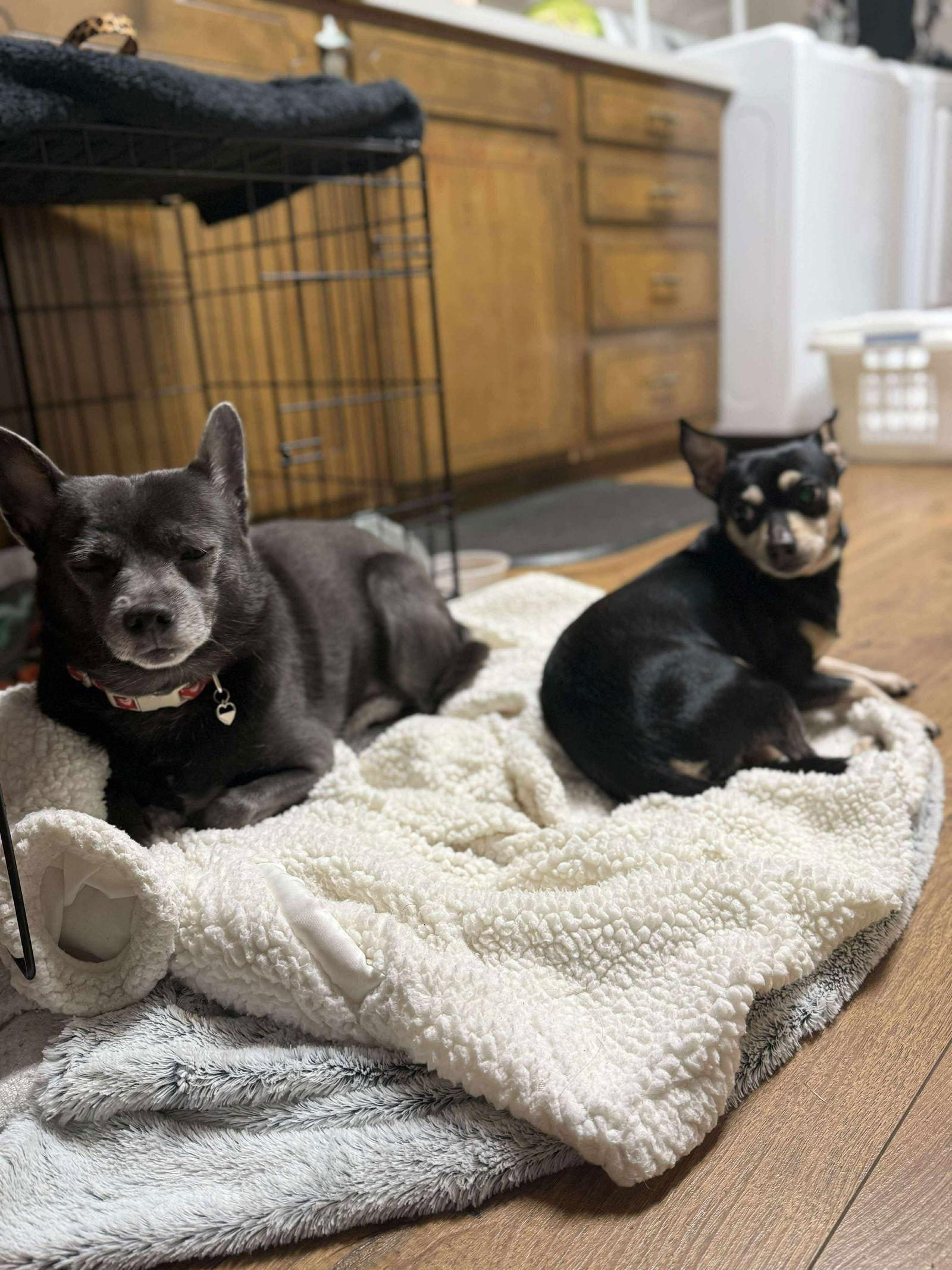 Toby, a Adoptable Chihuahua in Marshville, NC image 1/3