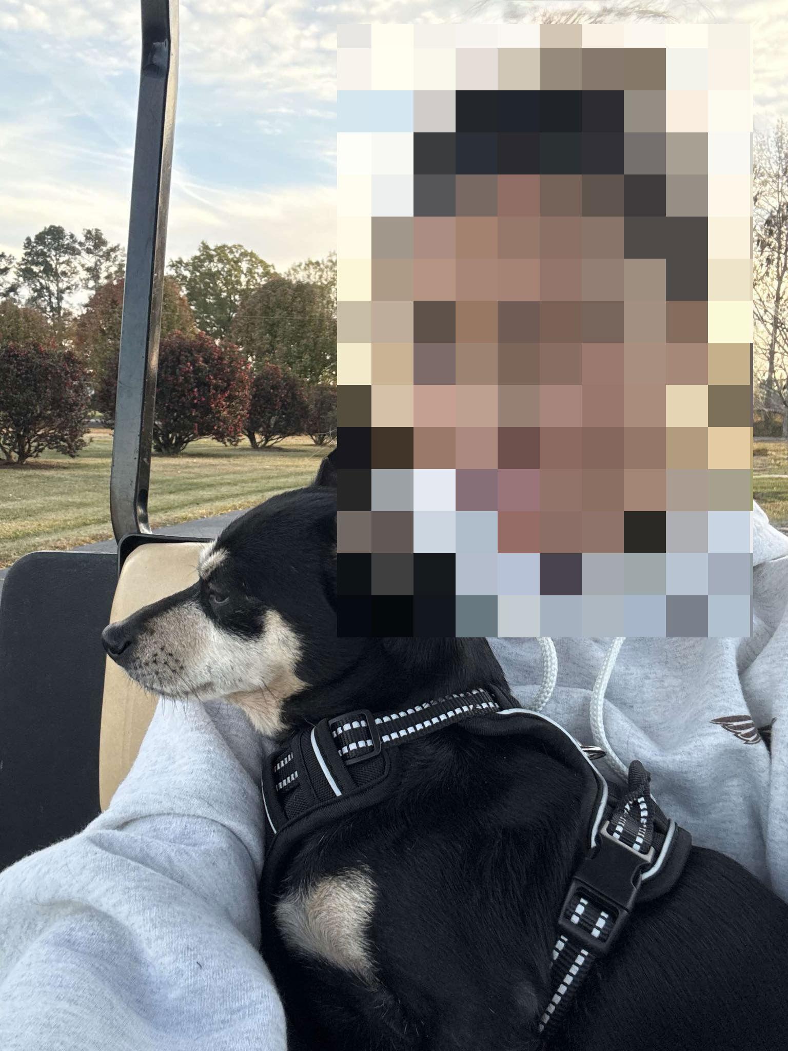 Toby, a Adoptable Chihuahua in Marshville, NC image 2/3