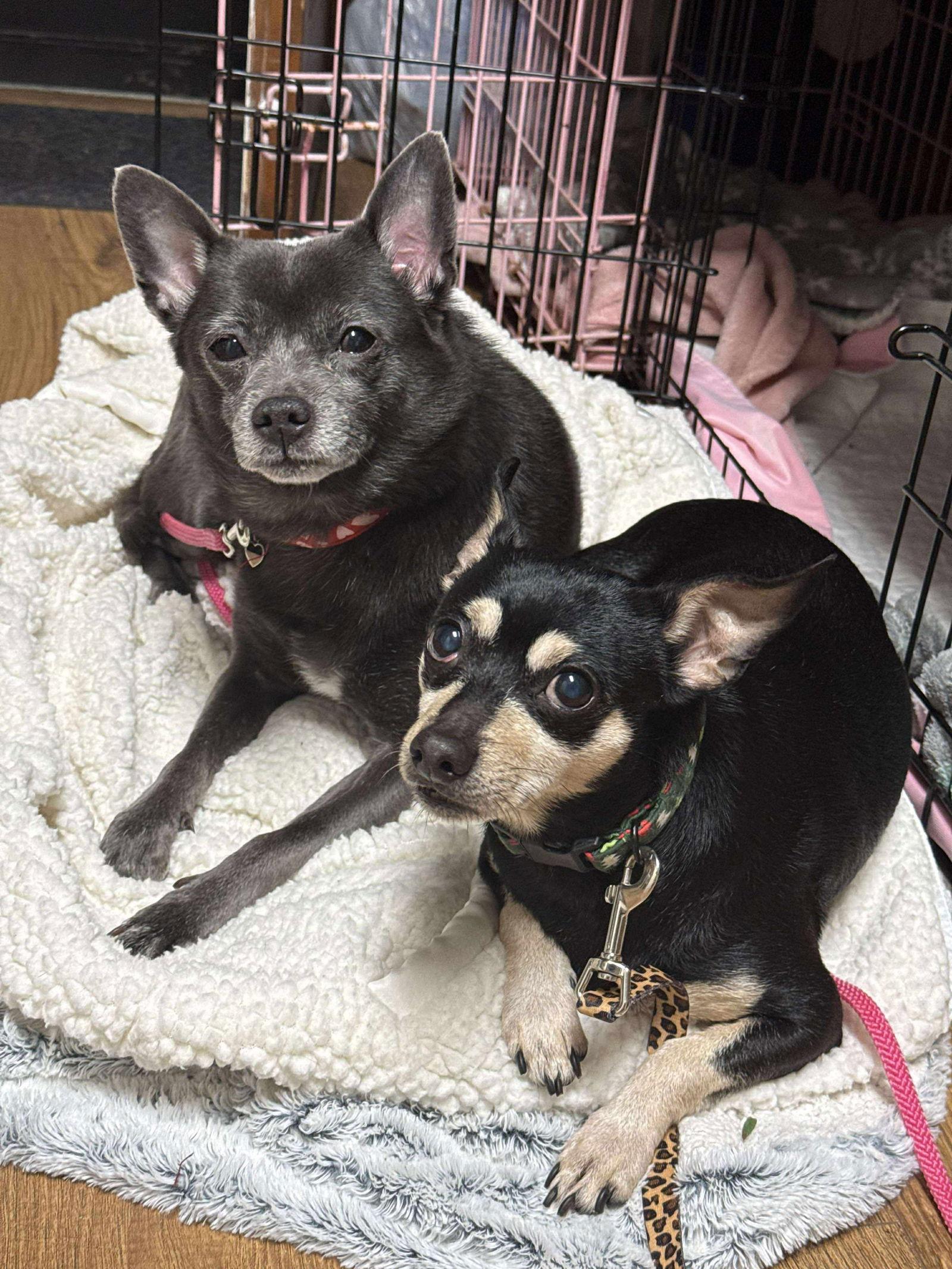 Toby, a Adoptable Chihuahua in Marshville, NC image 3/3