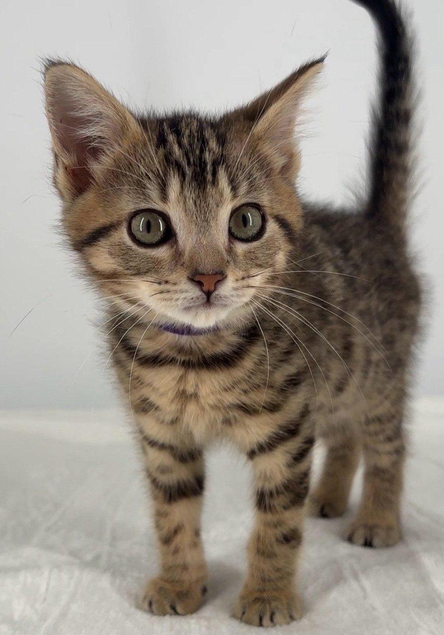 Kitten Miley, Adopted, Kitten Female Domestic Short Hair & Tabby.