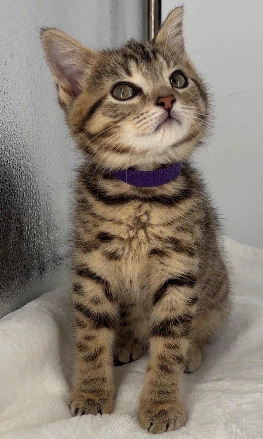 Kitten Miley, a Adopted mixed breed in Cuyahoga Falls, OH image 2/3