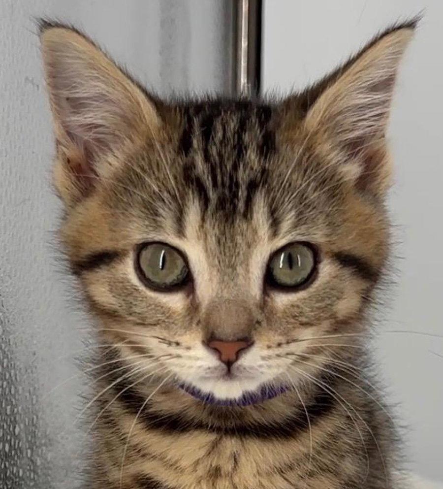 Kitten Miley, a Adopted mixed breed in Cuyahoga Falls, OH image 3/3