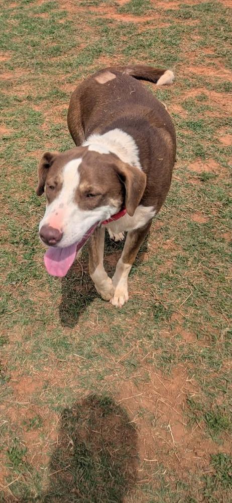 Sparky, Adoptable, Young Male Border Collie & Bull Terrier.