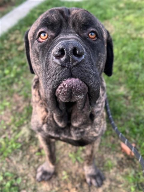 Enlarge *PINE, a Adoptable Mastiff in Woodland, CA image 1/1