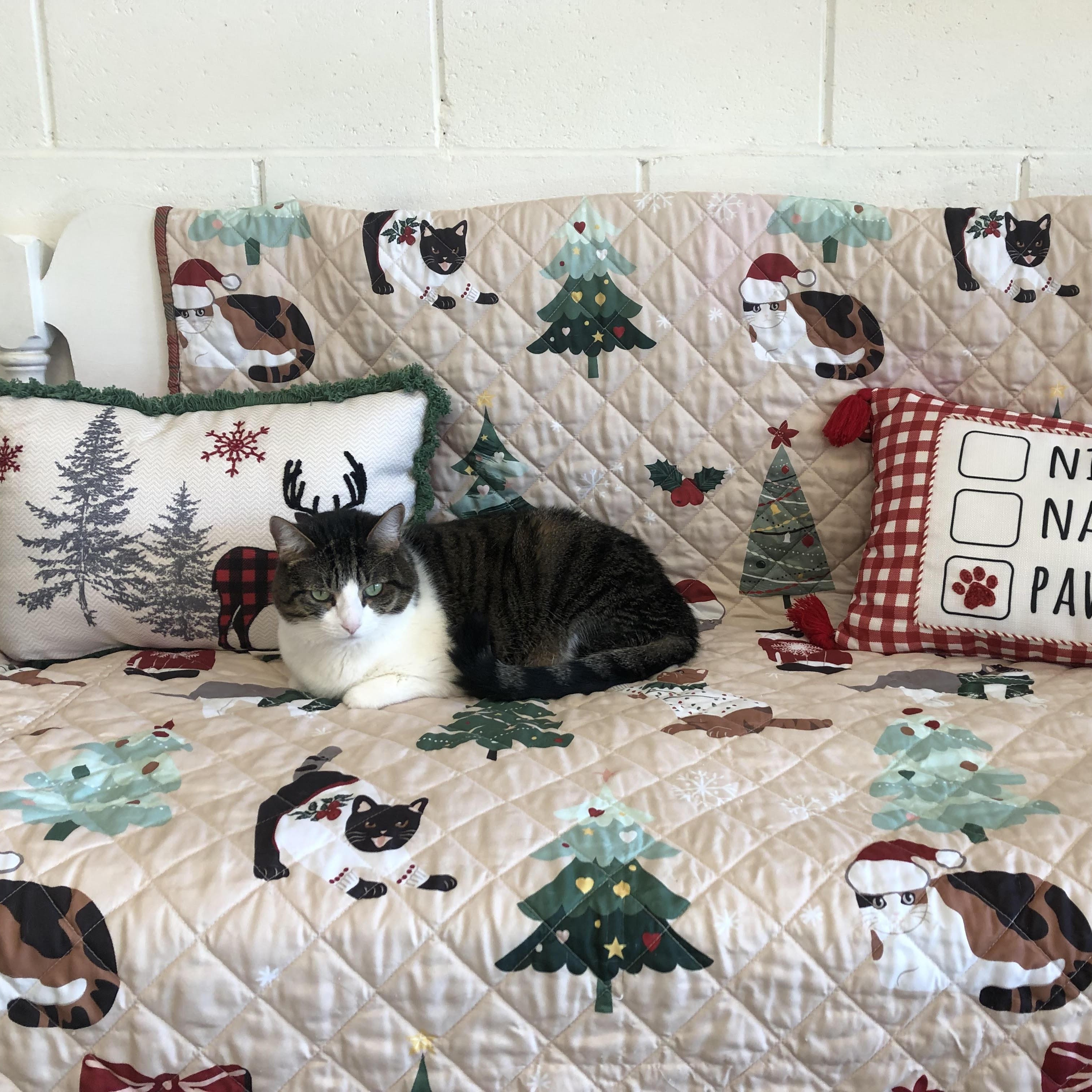 Callie, ADOPTABLE, Adult Female American Shorthair.