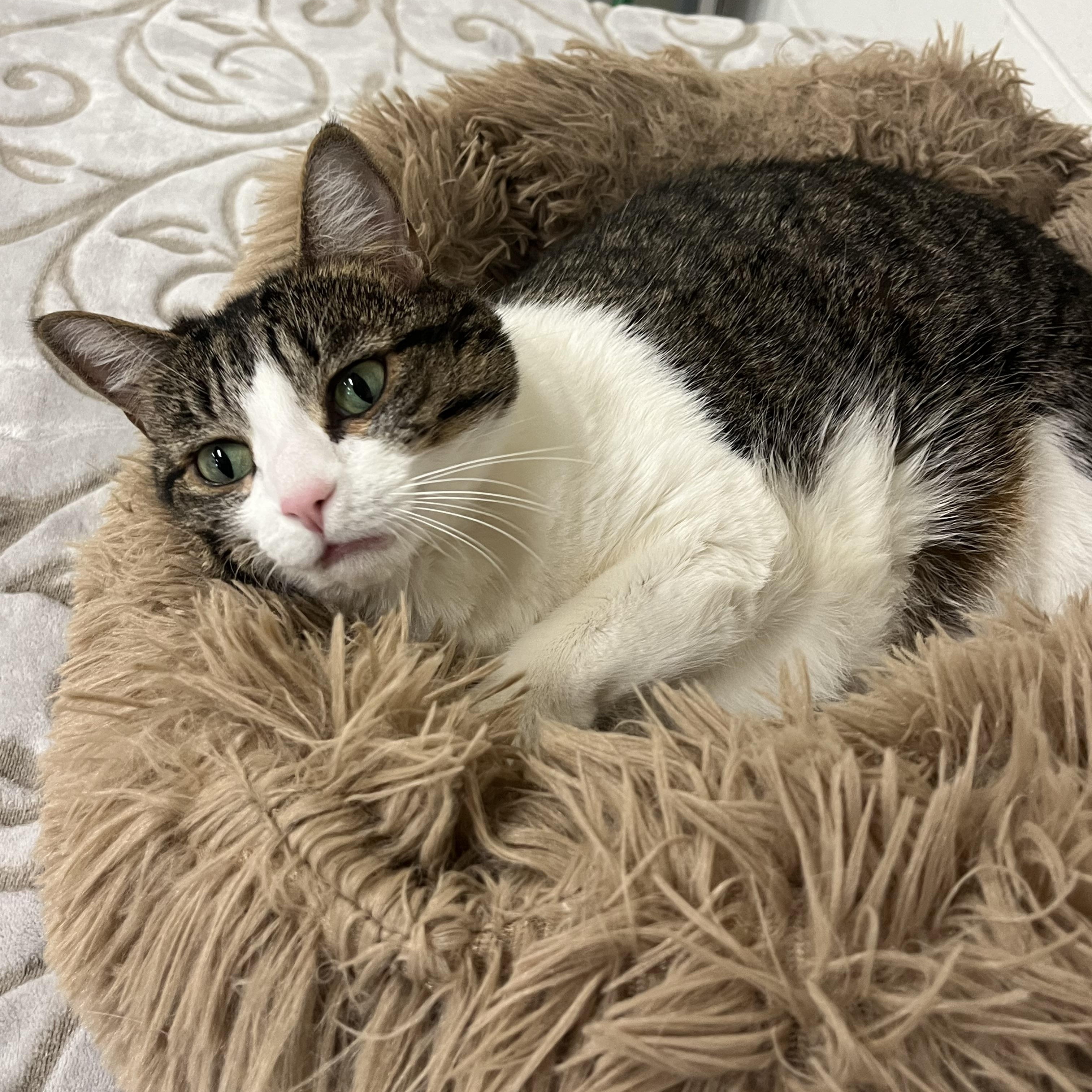 Callie, ADOPTABLE, Adult Female American Shorthair.