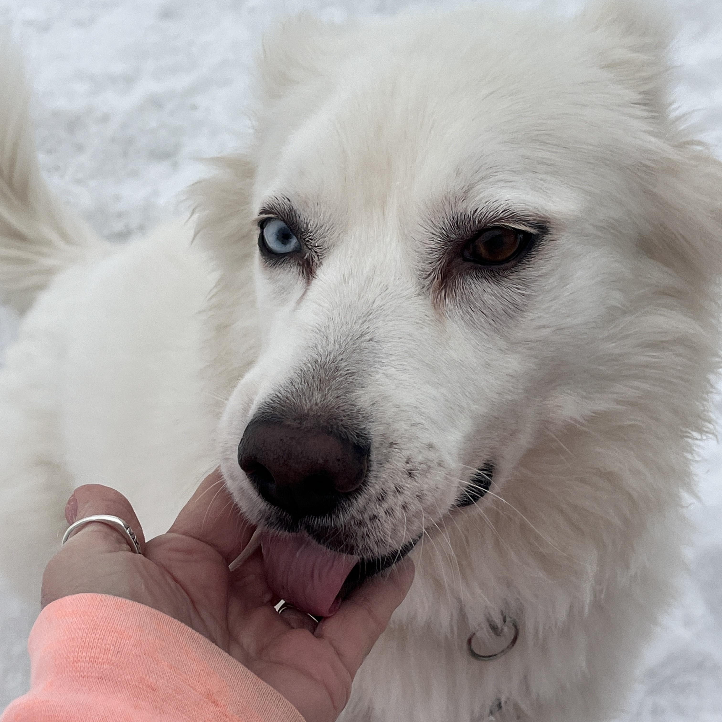 Mellie, a ADOPTABLE mixed breed in Coldwater, MI image 4/6