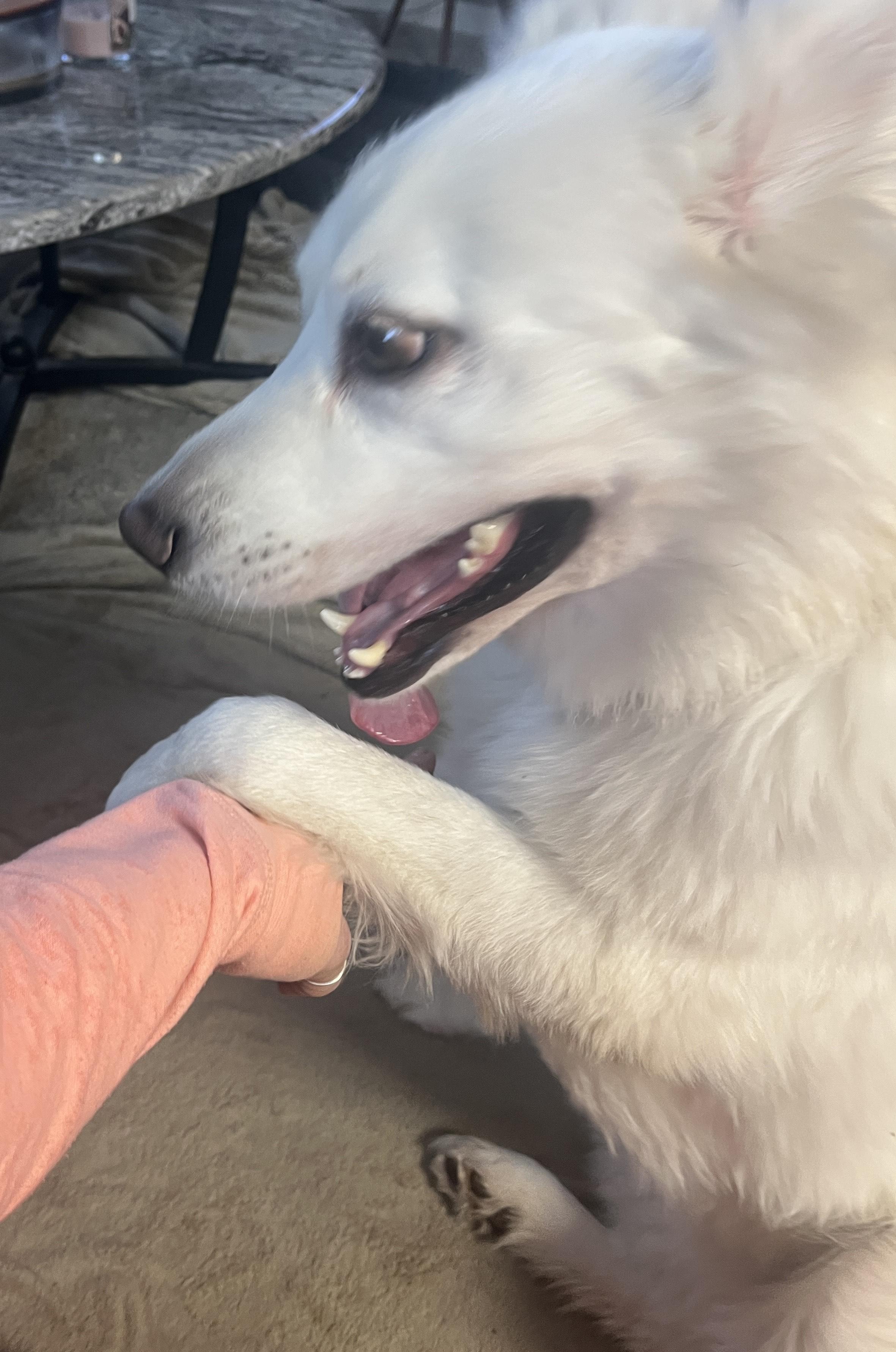 Mellie, a ADOPTABLE mixed breed in Coldwater, MI image 6/6