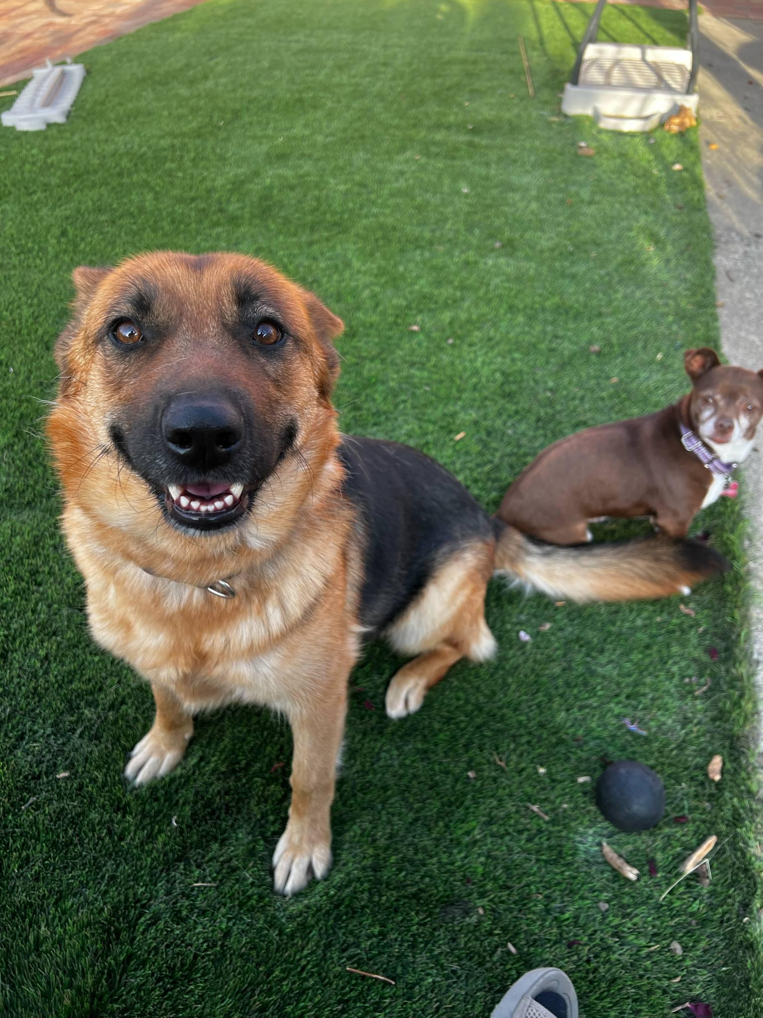 Capri, Adoptable, Adult Female German Shepherd Dog & Australian Cattle Dog / Blue Heeler.