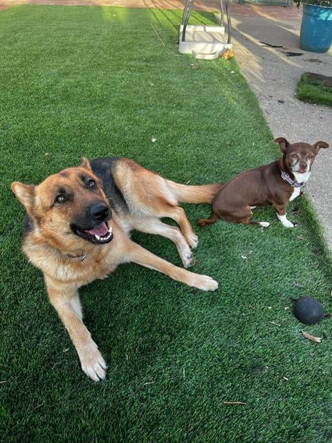 Capri, a Adoptable mixed breed in benicia, CA image 6/6