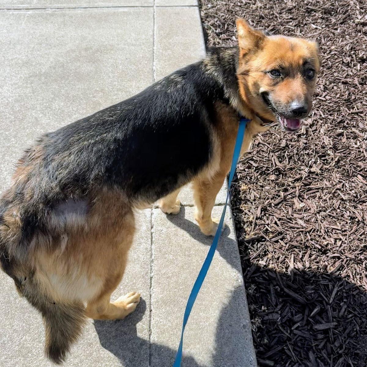 Capri, a Adoptable mixed breed in benicia, CA image 3/6