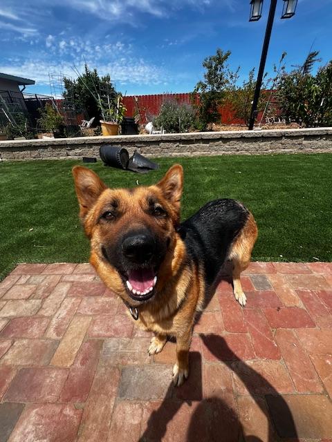 Capri, a Adoptable mixed breed in benicia, CA image 4/6