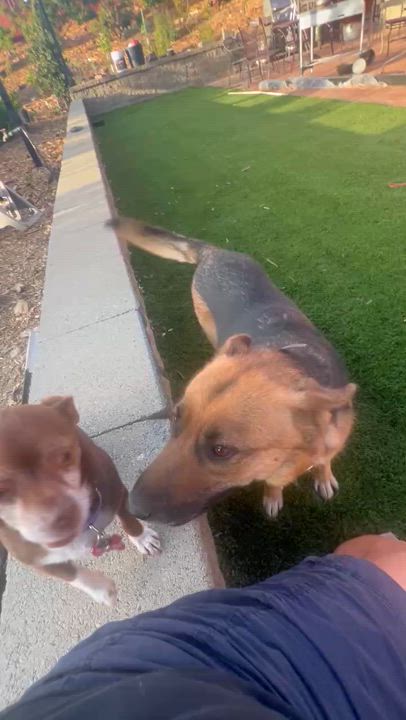 Enlarge Capri, a Adoptable mixed breed in benicia, CA video 2/6