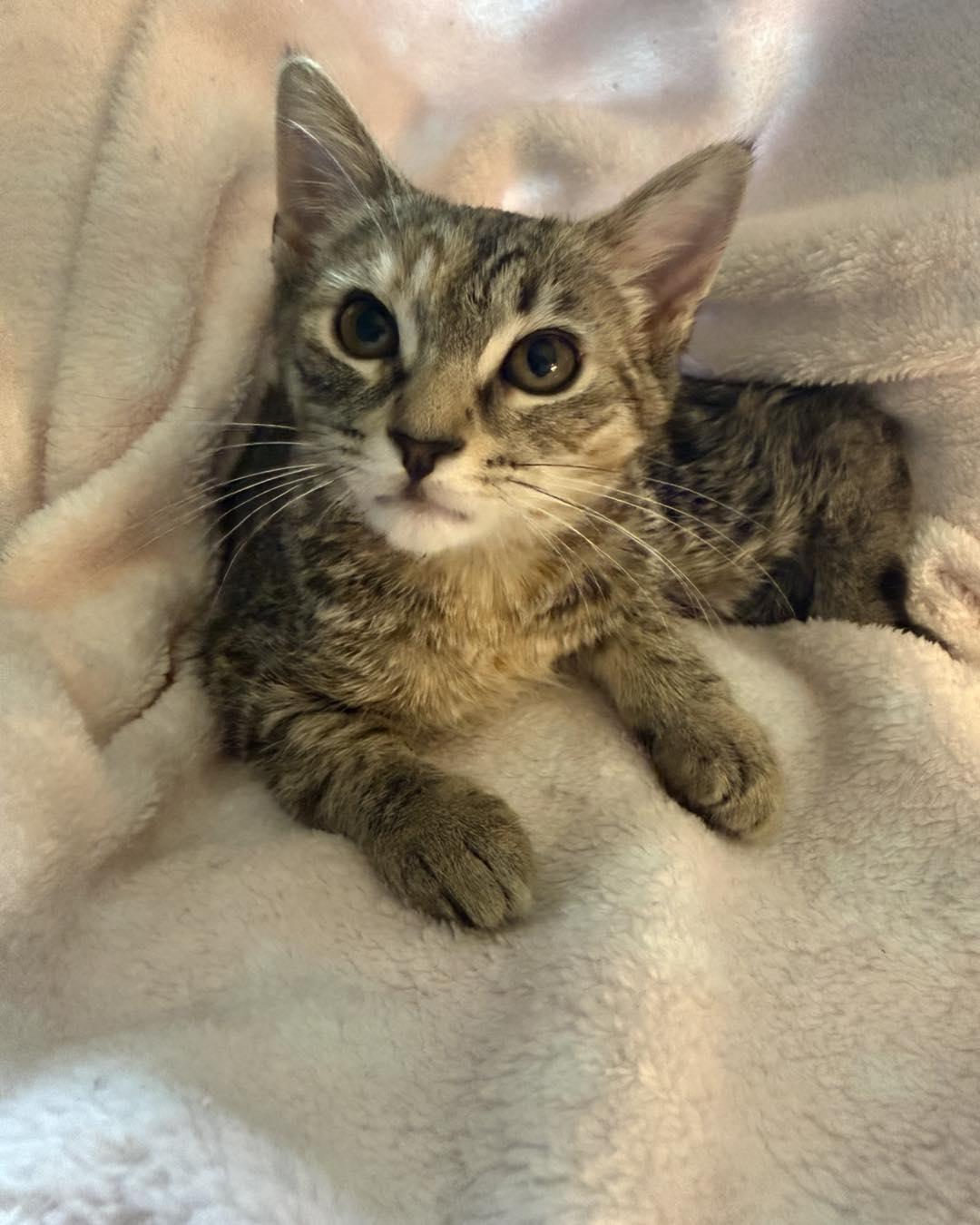 Enlarge Cici, a ADOPTABLE Tabby in Richmond Dale, OH image 2/3