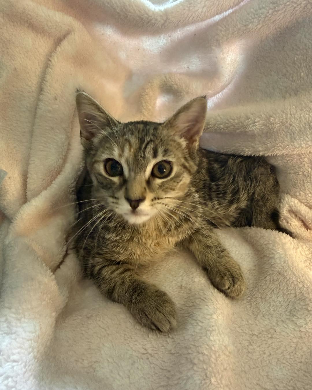 Enlarge Cici, a ADOPTABLE Tabby in Richmond Dale, OH image 3/3