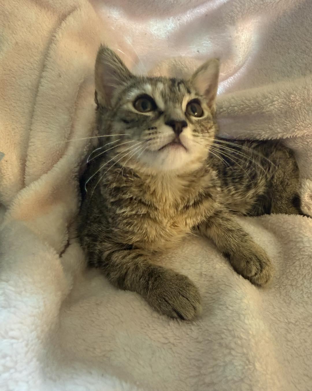 Enlarge Cici, a ADOPTABLE Tabby in Richmond Dale, OH image 1/3