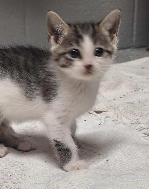 Quesadilla, Adoptable, Young Female Domestic Short Hair.