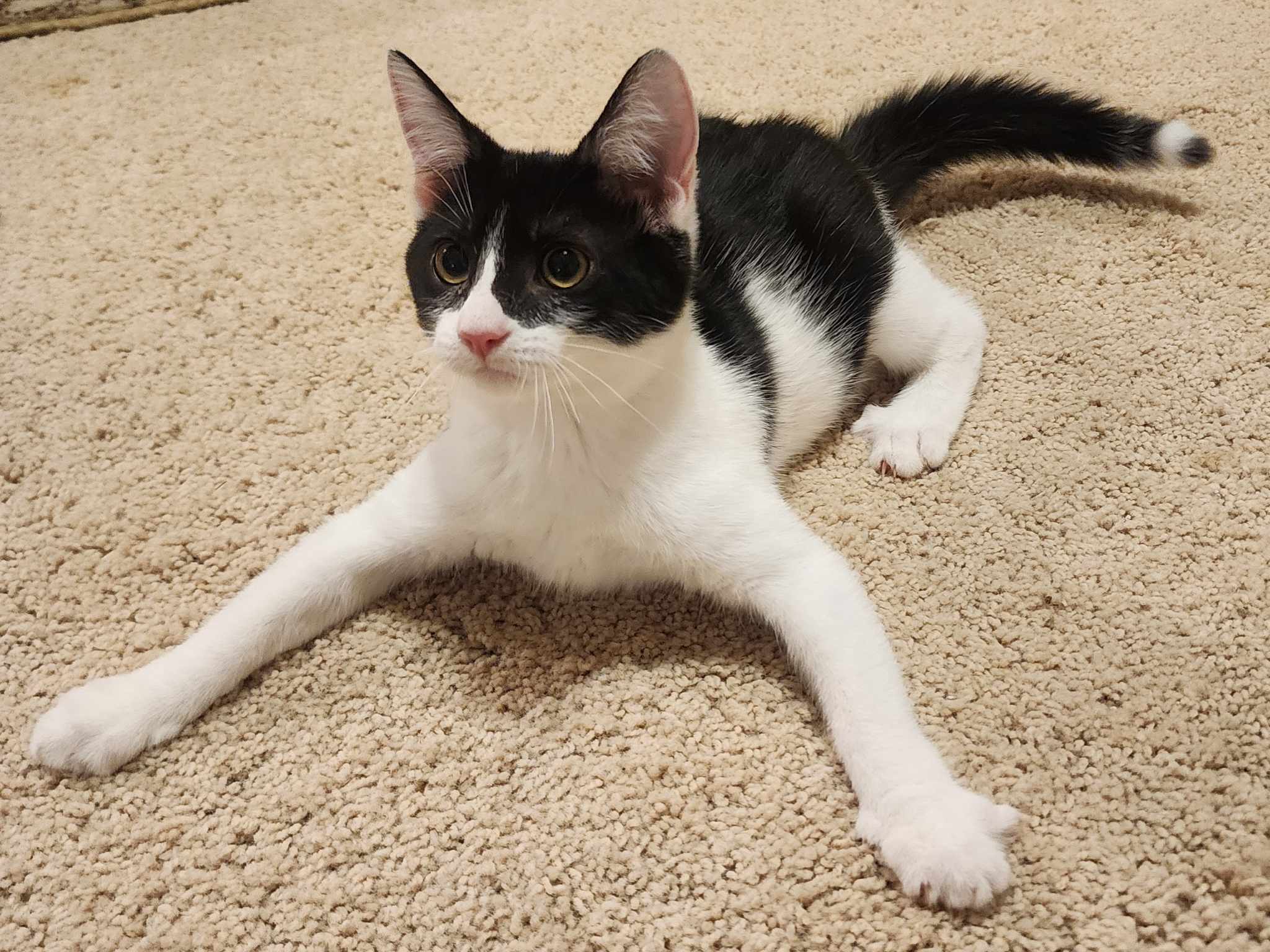 Sope, Baby Male Domestic Short Hair
