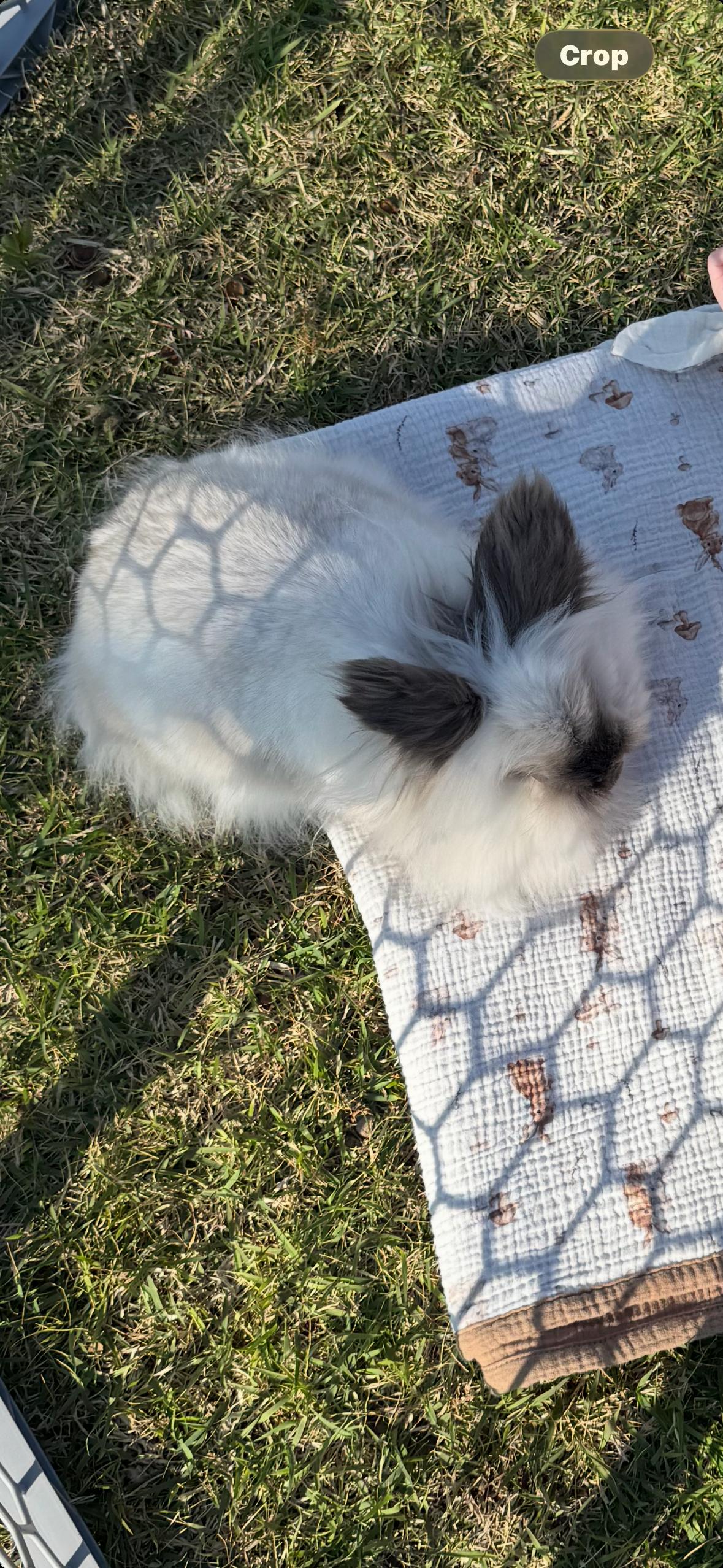 Eloise, an adopted Lionhead in Little Rock, AR image 2/2