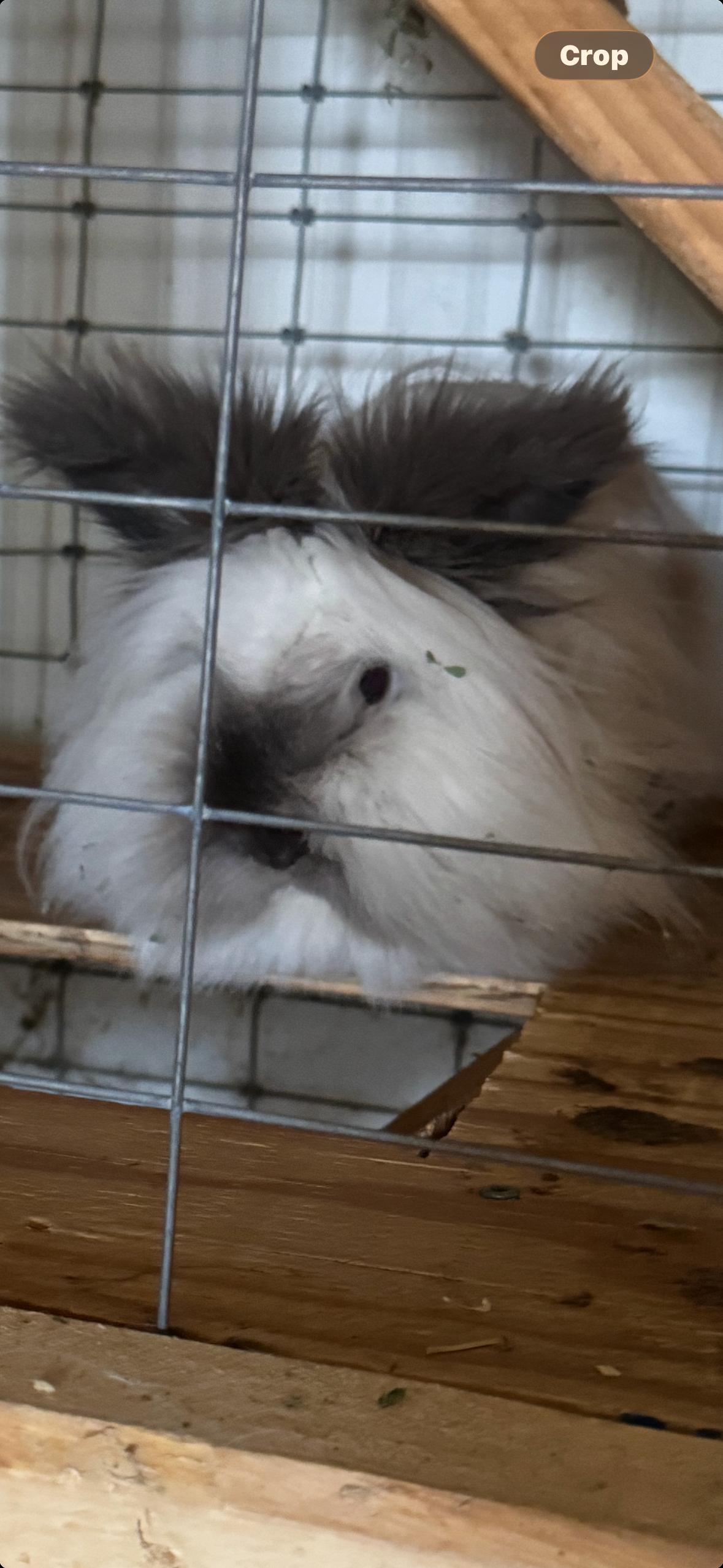 Eloise, adopted, Adult Female Lionhead.