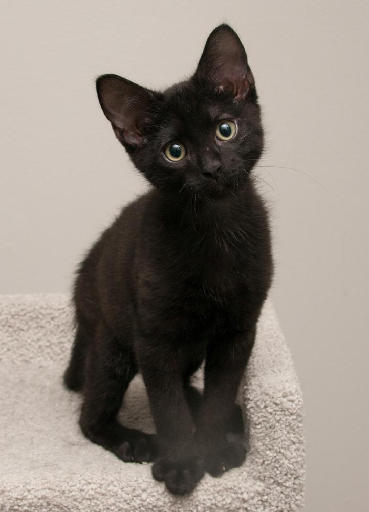 Enlarge Enstrom (gets adopted with Rocky), a Adoptable Tabby in Westminster, CO image 3/6