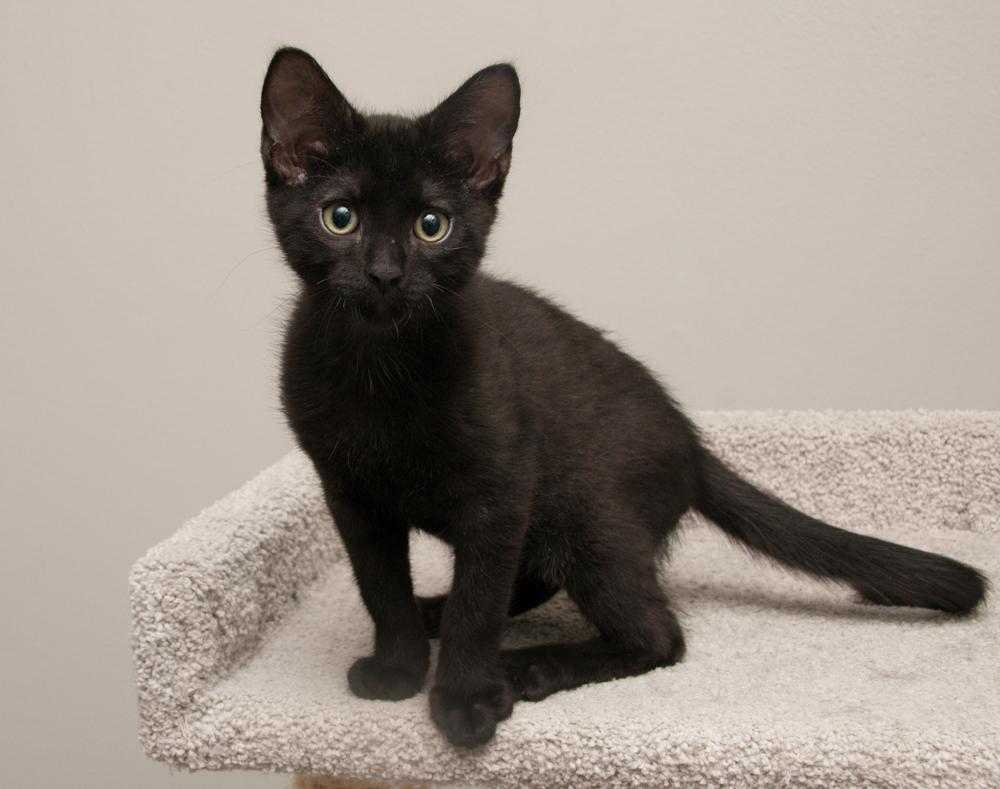 Enlarge Enstrom (gets adopted with Rocky), a Adoptable Tabby in Westminster, CO image 4/6