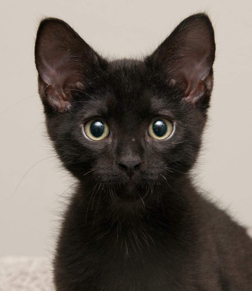 Enlarge Enstrom (gets adopted with Rocky), a Adoptable Tabby in Westminster, CO image 1/6