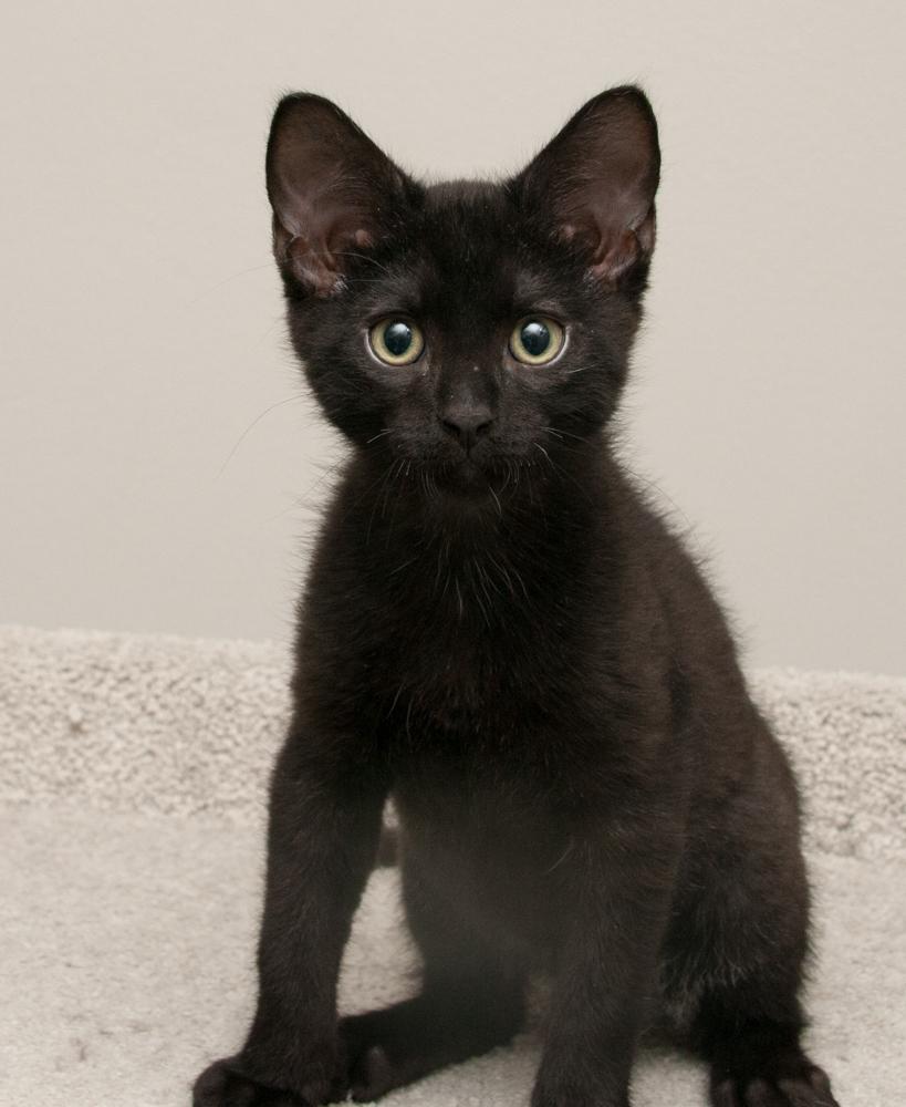 Enlarge Enstrom (gets adopted with Rocky), a Adoptable Tabby in Westminster, CO image 5/6