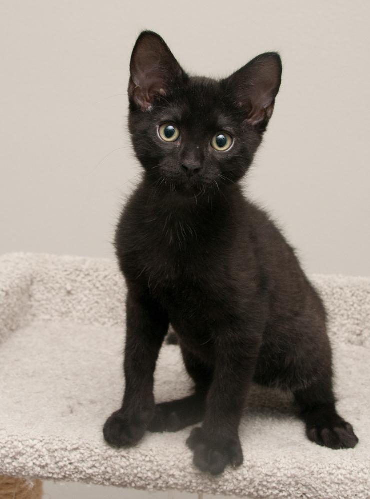 Enlarge Enstrom (gets adopted with Rocky), a Adoptable Tabby in Westminster, CO image 2/6