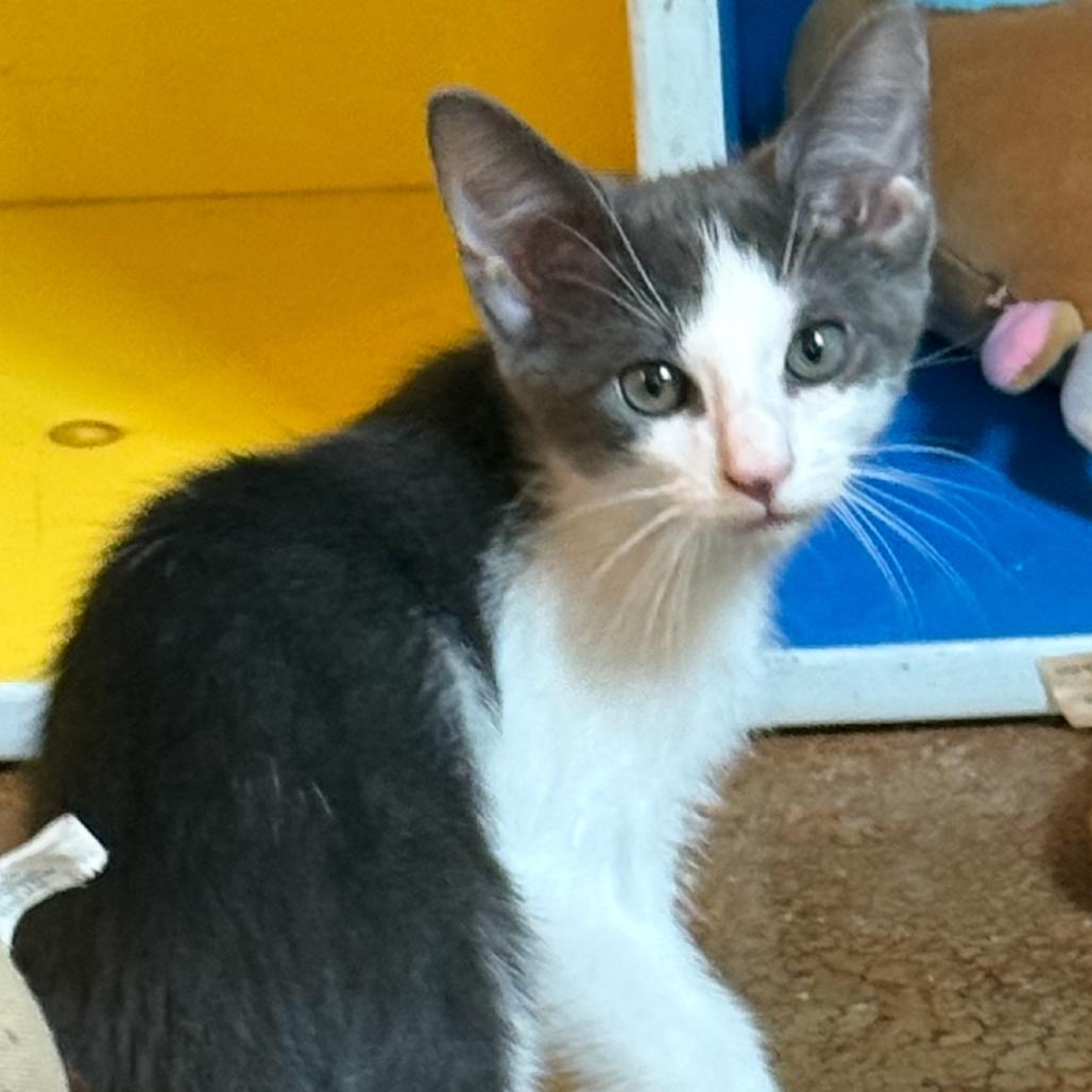 Loki, Adoptable, Kitten Male Domestic Short Hair & Domestic Short Hair.