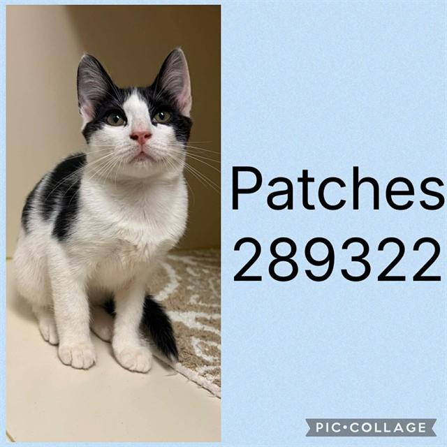 PATCHES, Adoptable, Kitten Male Domestic Short Hair.