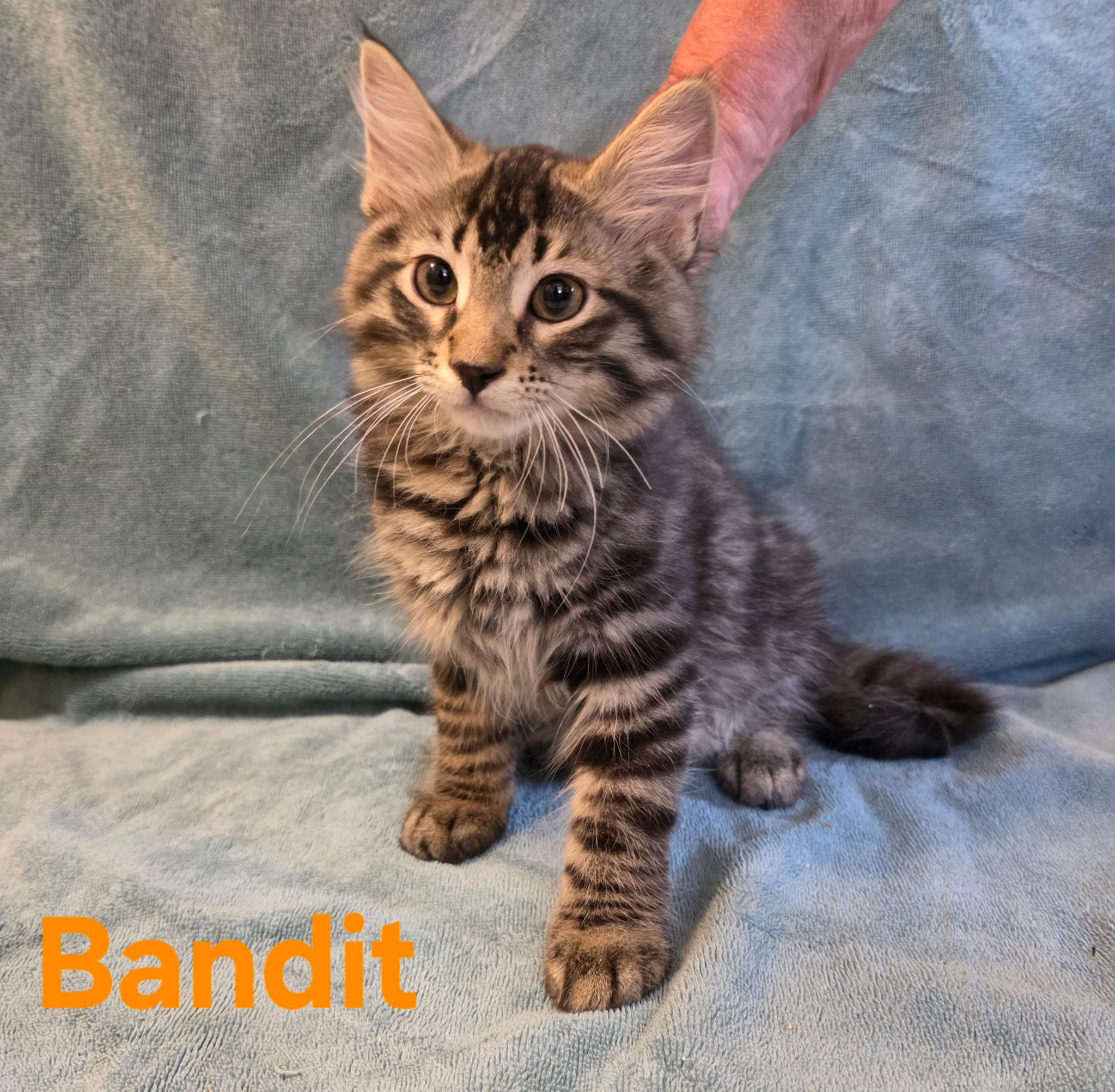 Enlarge Bandit, a ADOPTABLE Tabby in Wheeling, IL image 1/1