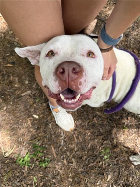 DRAKE, Adoptable, Adult Male Pit Bull Terrier & Mixed Breed.