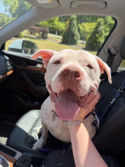 DRAKE, Adoptable, Adult Male Pit Bull Terrier & Mixed Breed.