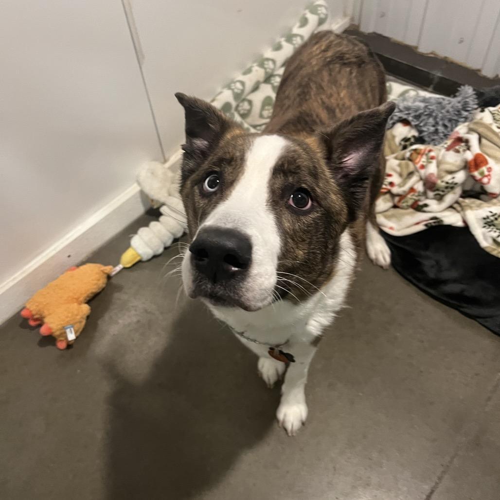 Enlarge Bandit, a Adoptable Mixed Breed in Bismarck, ND image 2/6