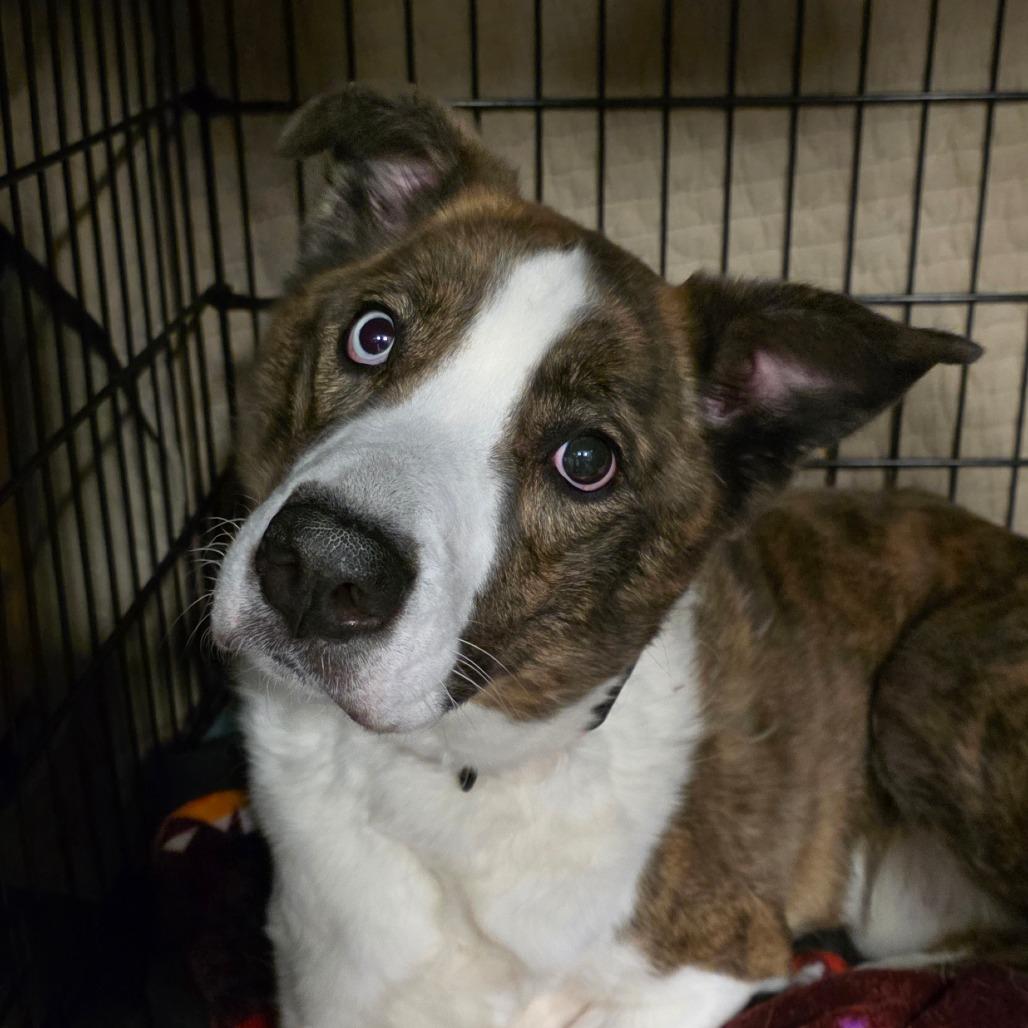 Enlarge Bandit, a Adoptable Mixed Breed in Bismarck, ND image 4/6