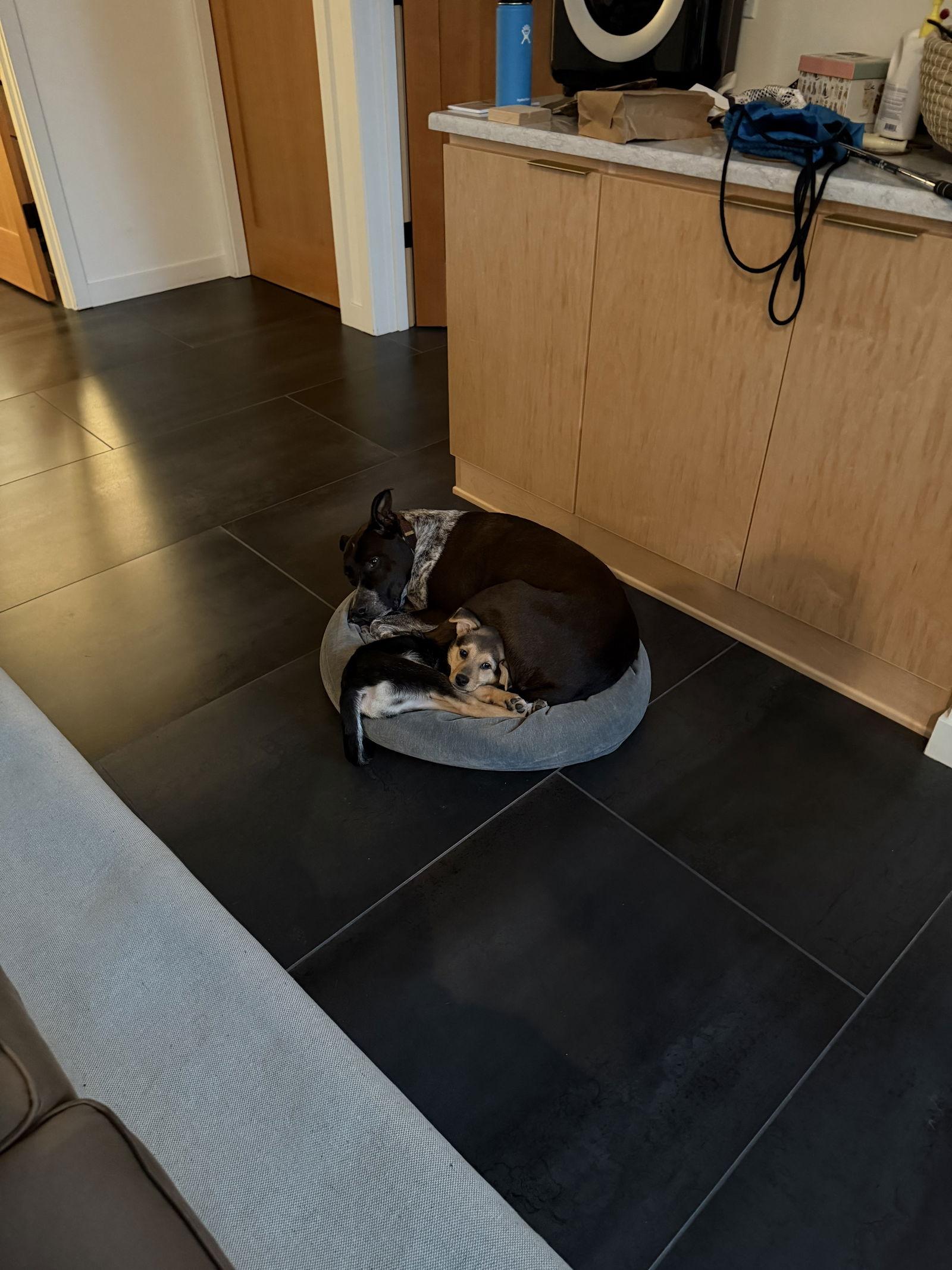 Enlarge Walter, a Adopted mixed breed in Bothell, WA image 1/3