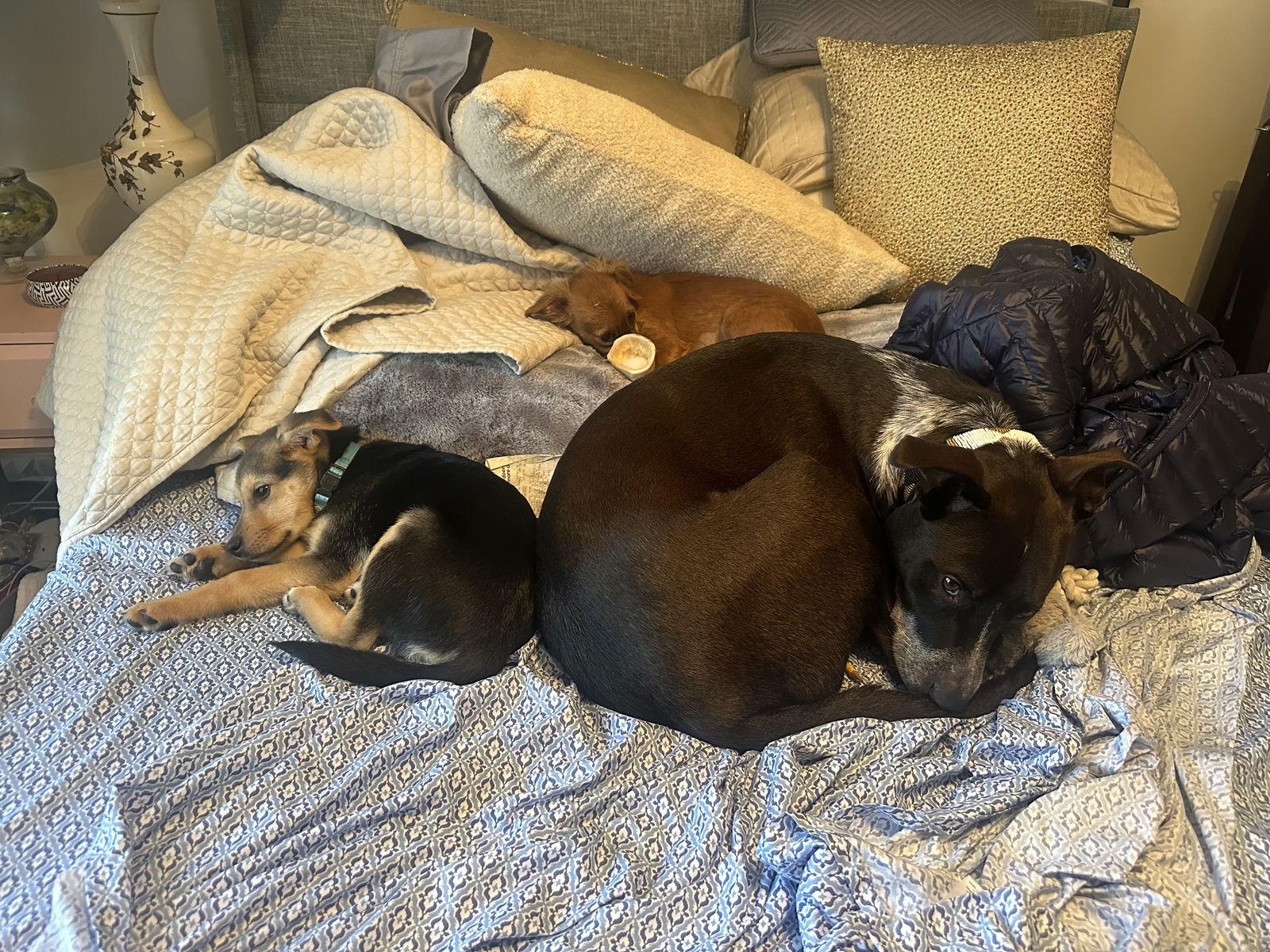 Enlarge Walter, a Adopted mixed breed in Bothell, WA image 2/3